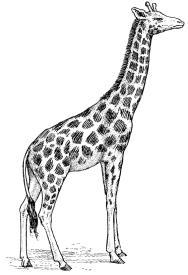 Las jirafas tienen un cuello musculoso, largo y prominente, que es útil para alcanzar las ramas altas de los árboles de donde toman las hojas con que se alimentan.