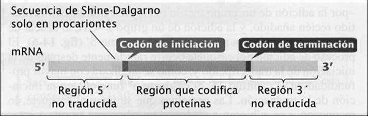 ARN mensajero Transportador de la información desde el ADN al ribosoma proteína 1aa 1 codón (triplete)