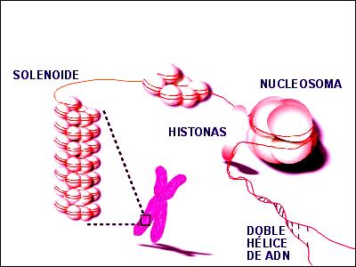 El ADN debe encontrarse más compacto en el núcleo de los espermatozoides. En este caso, el ADN se une a proteínas de carácter más básico, denominadas Protaminas.