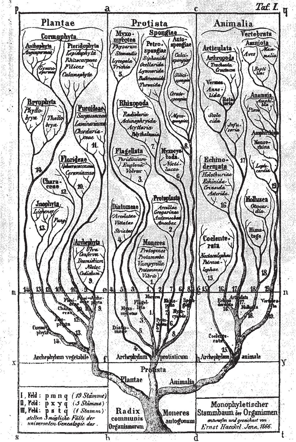 1.2 Procariotas y eucariotas 3 Fig. 1.1 El primer árbol filogenético (de HAECKEL, E.