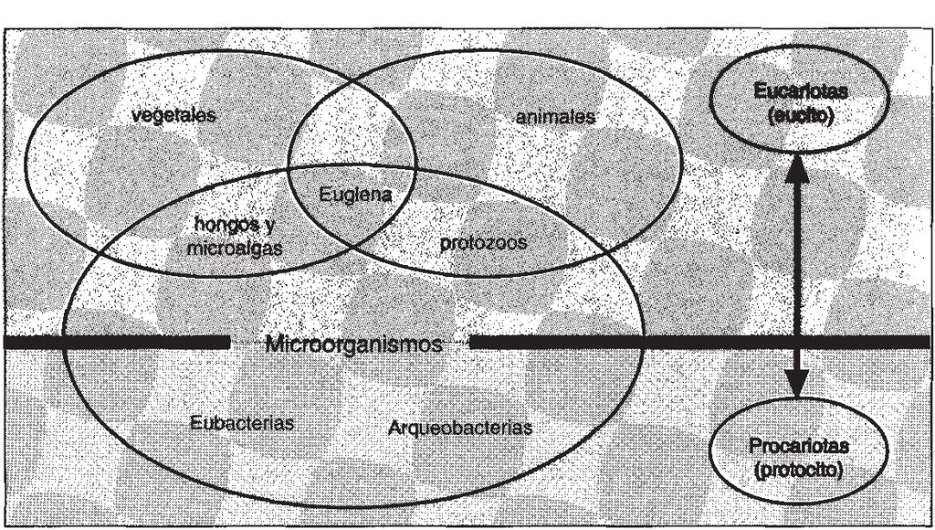4 1. La posición de los microorganismos en la naturaleza Fig. 1.2 Los tres reinos, vegetales, animales y microorganismos, y la diferenciación entre procariotas y eucariotas.