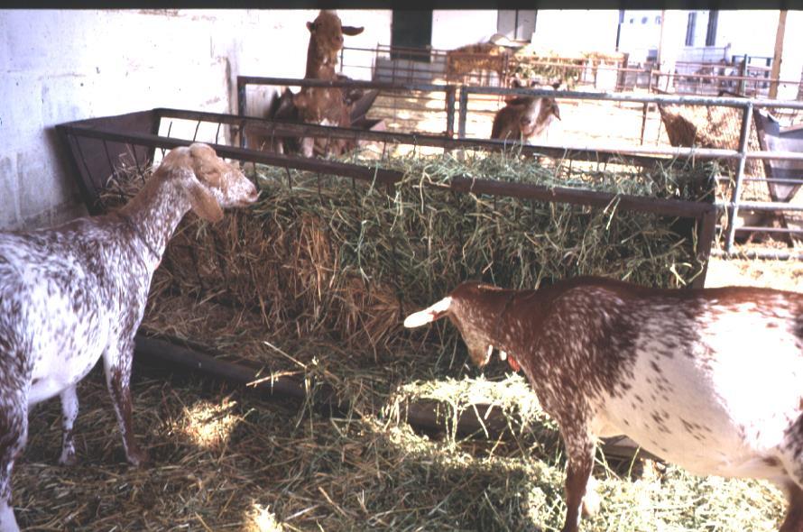 De hecho, son los únicos animales que producen leche en sistemas de pastoreo en zonas difíciles -Muy negativo en sistemas de estabulación y para la