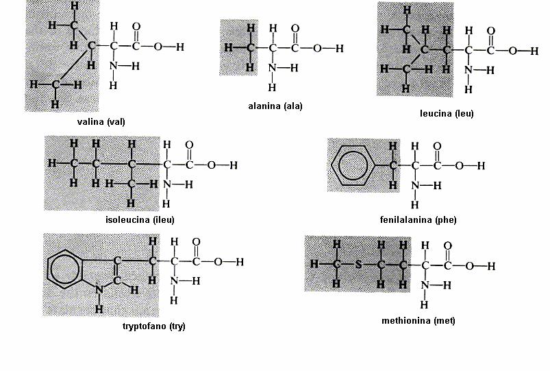 Aminoácidos con grupo R polar