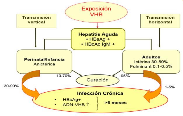 Figura 45: Historia natural de la infección por VHB.