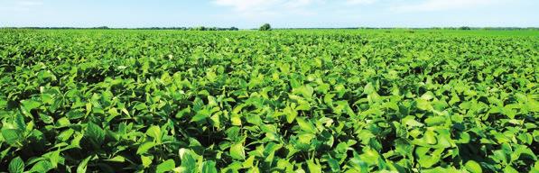 Cloransulam 84% Herbicida de post-emergencia temprana Triazolpirimidina WG Cancore Xtra Herbicida selectivo para el control de malezas de hoja ancha en post-emergencia, en Soja.