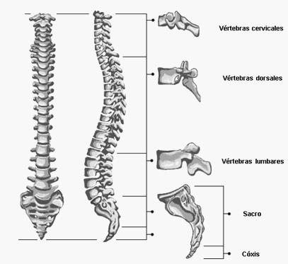 Sacro Coxis Todas las vértebras tienen: Cuerpo Agujero vertebral Apófisis espinosa Apófisis transversas Apófisis articulares Láminas
