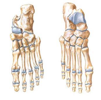 HUESOS DEL PIE El pie comprende 26 huesos, distribuidos en tres grupos: tarso, metatarso y