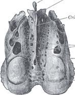 Lámina vertical: Cortada transversalmente por la lámina horizontal presenta dos partes: Apófisis cristagalli (parte superior, en ella se inserta el hoz del cerebro).