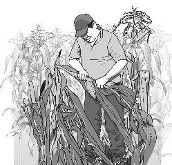 Unidad I: Establecimiento del cultivo de maíz Para realizar el cálculo de la densidad poblaciónal, verificar cuántos surcos por área y cuántas plantas por surcos.