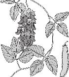 Trifoliadas Lorito verde (Empoasca spp) 100 adultos /muestreo Crisomelidos (Diabrotica spp) 50 adultos /muestreo Babosa (Sarasinula plebeia) 0.