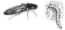 Las larvas quedan expuestas al sol, las que mueren por insolación o son depredadas por pájaros. También se puede realizar tratamiento al suelo. ii) Gusano alambre (Agriotes sp.