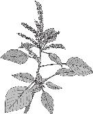 Granos Básicos Entre las malezas comunes en el cultivo del sorgo están: Bledo (Amaranthus spinosus) Zacate Johnson (Sorghum halepense) Meloncillo (Cucumis anguria L.) 2.6.