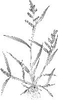 Nivel de decisión con patrones establecidos para el cultivo de arroz Etapas Fenológicas Plaga Nivel de decisión Plántula Cortador (Agrotis spp) 5 % en 2 m Cogollero (Spodoptera spp) 25 % en 2 m