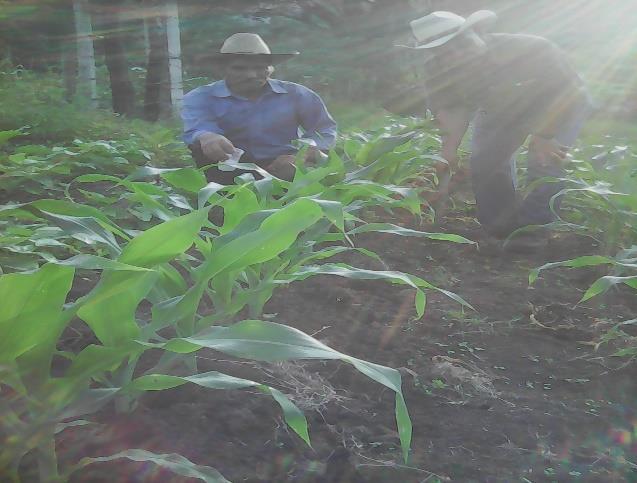 Anexo 5: Siembra de maíz en labranza de conservación de suelos con pendientes < a 10 Localidad de Santiago Mpio. de Lolotla Estado de Hidalgo.