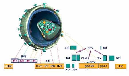 BLANCOS TERAPEUTICOS PARA EL TRATAMIENTO DE LA INFECCION POR HIV-1 * Inhibidores de la Proteasa * Inhibidores de la Transc.