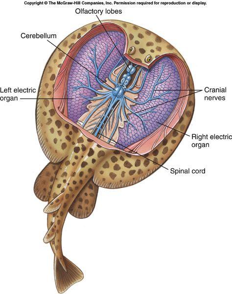 Glándulas y órganos Las rayas