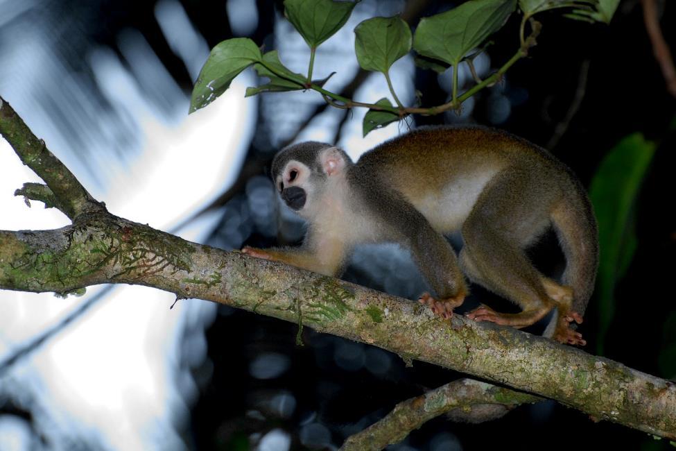 Fuente: www.wikimedia.org Mono tití o ardilla (Saimiri oerstedii) Introducción El mono tití o ardilla, Saimiri oerstedii, es considerado el primate más amenazado de América Central.