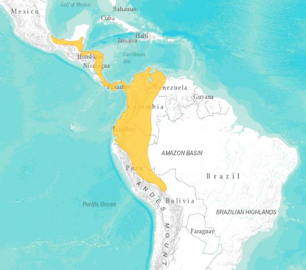 El murciélago (Centronycteris centralis) se distribuye desde el sur de México hasta el sureste del Perú (Simmons, 2005). Su rango altitudinal está entre los 0-500 m. (Alberico et al. 2000).