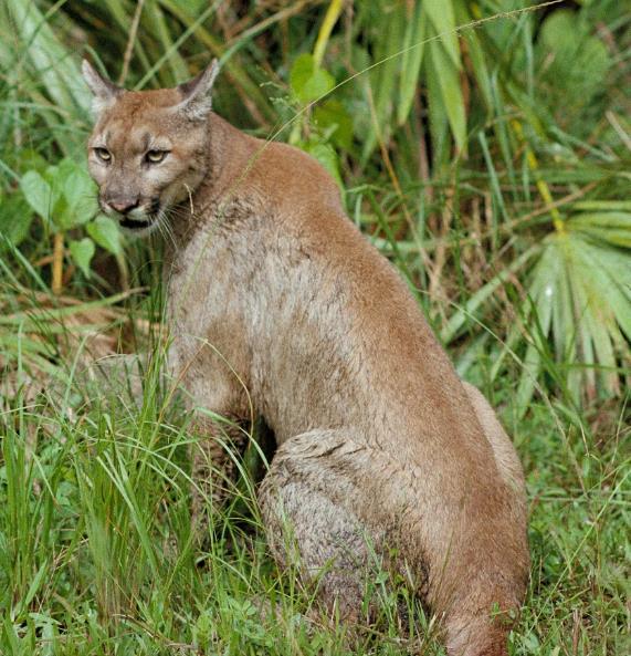 Fuente: commons.wikimedia.org Puma (Puma concolor) Introducción El puma (Puma concolor) es el segundo felino más grande de América después del jaguar. El Puma pesa de 24 a 65 kg.