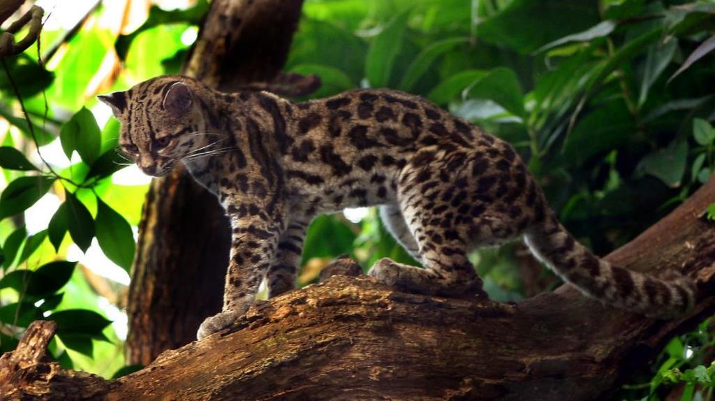 Fuente: commons.wikimedia.org Tigrillo (Leopardus wiedii) Introducción El caucel o tigrillo, Leopardus wiedii, es uno de los felinos neotropicales menos conocidos (Payan et al. 2008).