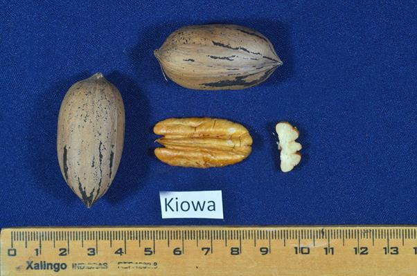 Kiowa Es un cultivar precoz Es de buen tamaño Cáscara fina En años de alta carga llegar a completar su tamaño puede ser un