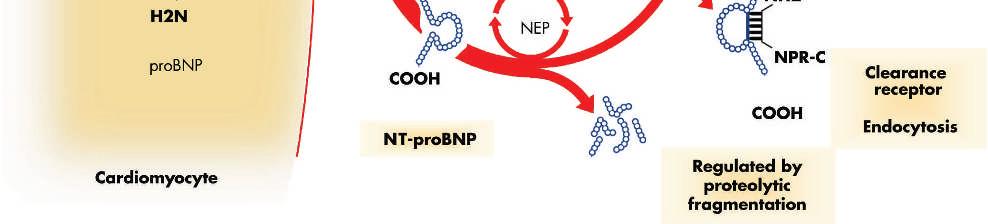 Upon release into the circulation probnp is cleaved into BNP and the N-terminal fragment (NT-proBNP) in equimolar proportions.