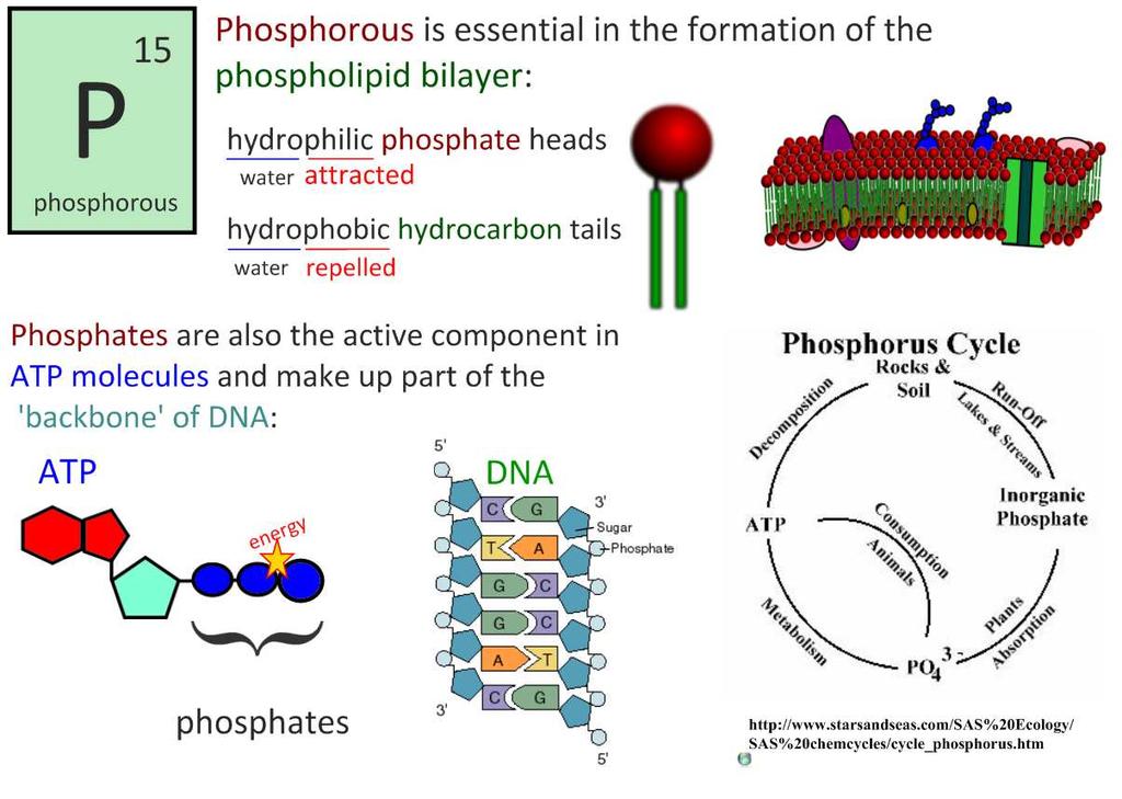 Funciones de los bioelementos Esencial en la formación de la bicapa de fosfolípidos