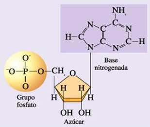 Cabezas polares hidrofílicas Colas apolares hidrofóbicas Los fosfatos son el