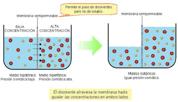 Ósmosis y presión osmótica BE Si tenemos dos disoluciones acuosas de distinta concentración separadas por una membrana semipermeable, se define ósmosis como un tipo de difusión pasiva caracterizada