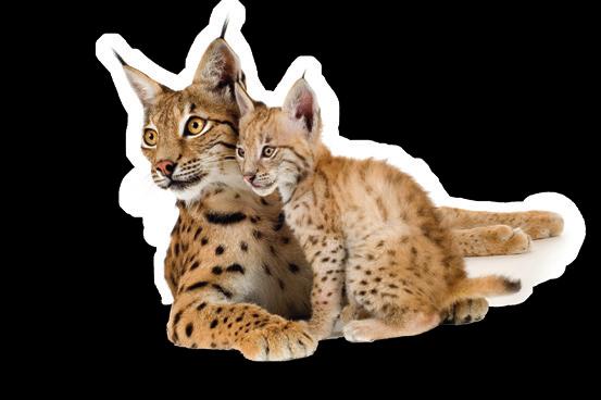 Lynx pardinus El lince ibérico (Lynx pardinus) forma parte de la línea evolutiva de los grandes carnívoros (tigres, leones, jaguares y leopardos) de los que se separa hace tres o cuatro millones de