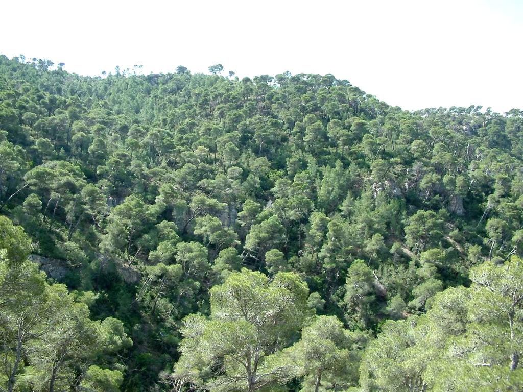 Bosque de pino carrasco