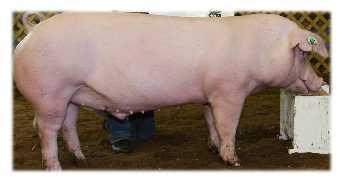 Razas más comunes: Cerdos blancos: Los jamones de cerdo blanco por lo general se obtienen de diversos cruces de distintas razas para conseguir unos buenos rendimientos, hay excepciones en los