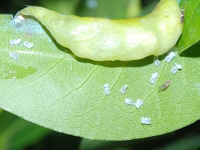 Orden Hemiptera Suborden