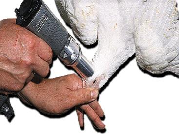 187 Anexo XIV (cont.) Équidos Fuente de la imagen: Humane Slaughter Association (2005) Guidance Notes No. 3: Humane Killing of Livestock Using Firearms.