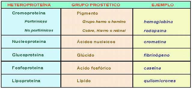 Clasificación de las proteínas según su composición Según la naturaleza de dicho grupo prostético, pueden ser: Glucoproteínas (grupo prostético es un glúcido=inmunoglobulinas),
