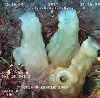 axinellae, puestas de calamar o de huevos de pintarroja (Scyliorhinus canicula), frecuentemente sobre los tubos de poliquetos.