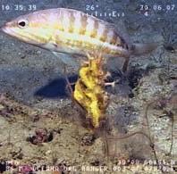 En rocas hasta los 68 metros de profundidad, se encuentran de forma dispersa algunos ejemplares del alga roja invasora Lophocladia lallemandi.