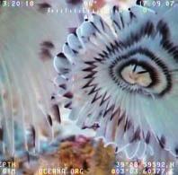 24 RESULTADOS Coralígeno con presencia de peces tres colas (Anthias anthias). Gusano empenachado (Sabella pavonina).