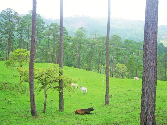 Foto: Alfredo Apaza Ticona Los sistemas silvopastoriles de Copán, Honduras poseen un gran potencial para el desarrollo de la actividad forestal fomentar las prácticas silvícolas en áreas ganaderas