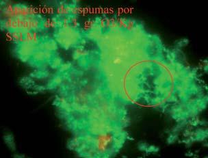 Con la información recopilada de las pruebas realizadas hasta el momento en la EDAR de Castellón, no se ha podido constatar que la adición de ozono suponga una reducción de la producción