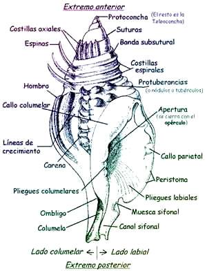 Anatomía de la concha de los Bivalvos y Gasterópodos Comportamiento Aunque en la mayoría de los moluscos la visión es pobre, los cefalópodos como el calamar tienen ojos con cristalinos, retinas y