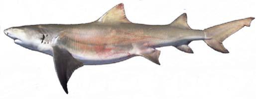 P.N. ARCHIPIÉLAGO LOS ROQUES PESCA ARTESANAL Especie: Negaprion brevirostris Nombre Común: Tiburón Limón Caracterización: Es una especie que habita en las regiones costeras tropicales y