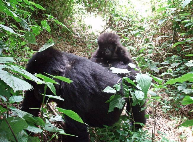 Gorilas en la Niebla 2016 Uganda, Ruanda (opcional Zanzíbar, Tanzania) CAMPAMENTOS MONTADOS POR NUESTRO EQUIPO DURANTE TODO EL SAFARI Karibu Tena! Bienvenidos otra vez! Soñar es una cosa seria!