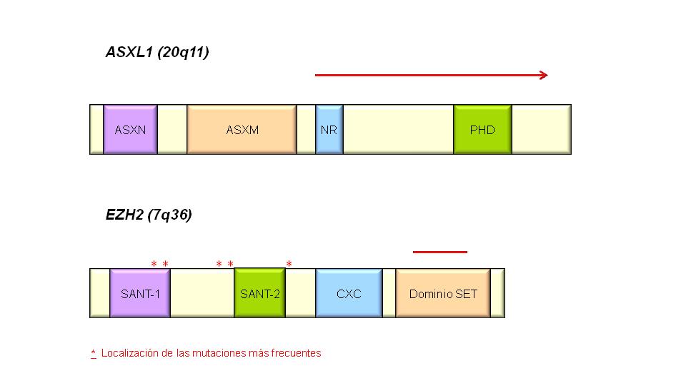 INTRODUCCIÓN H3 (H3K27) y por tanto contribuyen, entre otras funciones, en la regulación de la estructura de la cromatina.