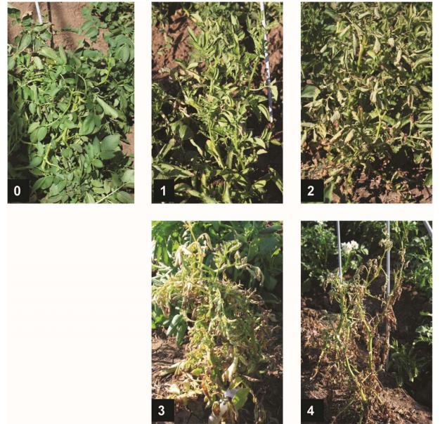 Escala de severidad de la enfermedad para evaluar síntomas en la planta, desarrollado por A. Rashed Escala: 0 = Sin enfermedad. 1 = Hojas enrolladas y una clorosis temprana en las hojas.