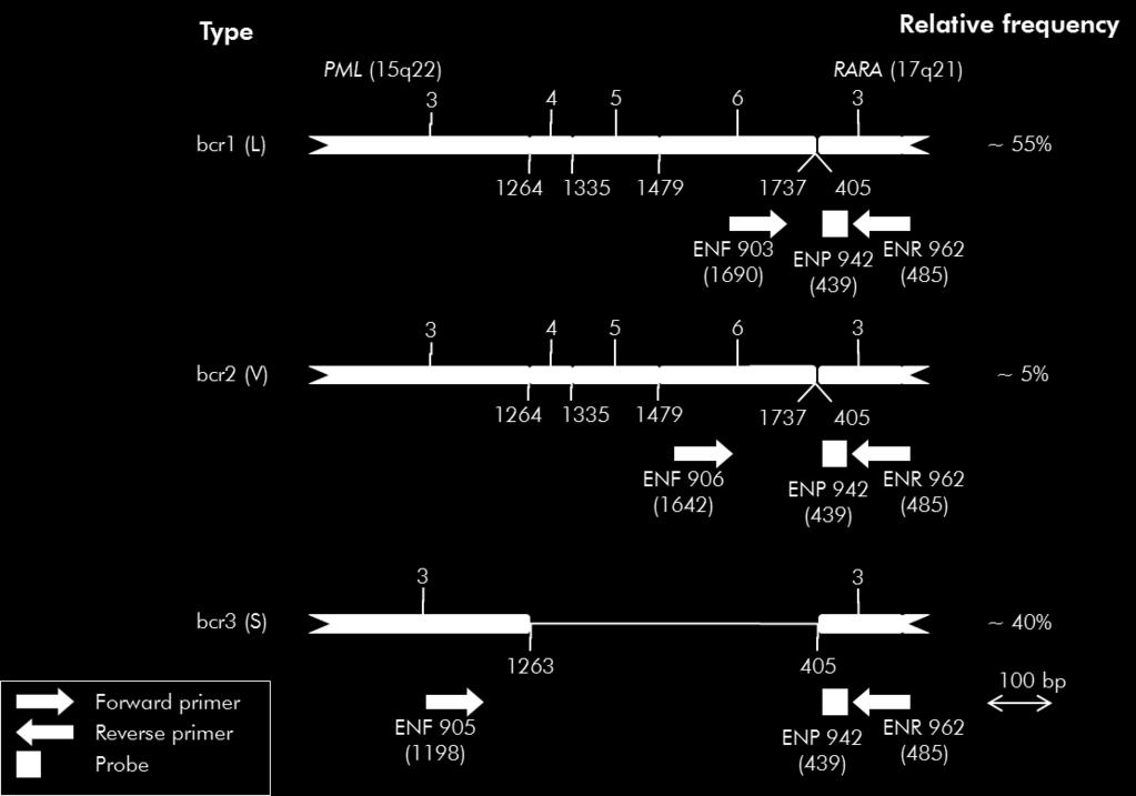 Tipo Frecuencia relativa Primer directo Primer inverso Sonda Figura 1. Diagrama esquemático del transcrito del gen de fusión PML-RARA cubierto por el conjunto de primers y sonda de qpcr EAC.