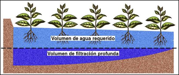 11 de actividad de las raíces es agua que se pierde por filtración profunda o percolación.