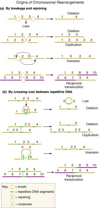 Quiebres cromosómicos Deleción Duplicación Inversión Translocación recíproca