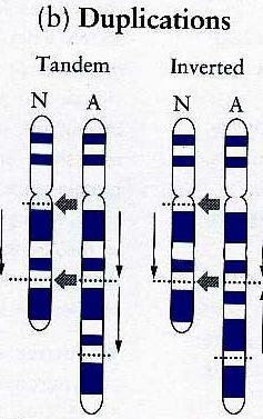 Duplicaciones Cuando se encuentra cualquier parte del material genético- un locus o un fragmento de un cromosoma más de una vez en el genoma Consecuencia de una duplicación errónea o de un