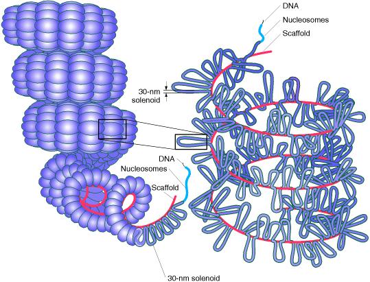 Enrollamiento de la cromatina (fibra 30nm) para originar un cromosoma Proteínas: Sc1 (similar a topoisomerasa II) Sc2 o SMC2
